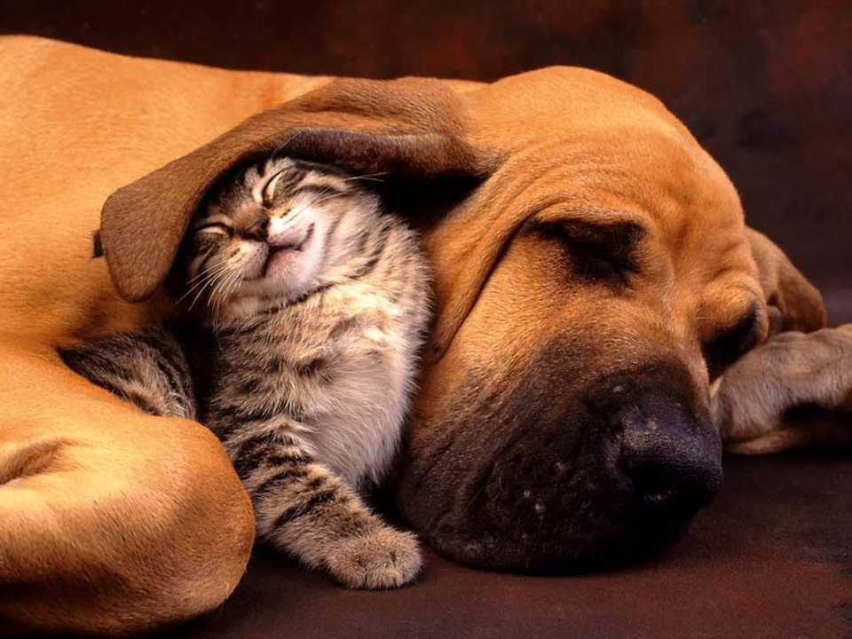Cute cat and dog best friends