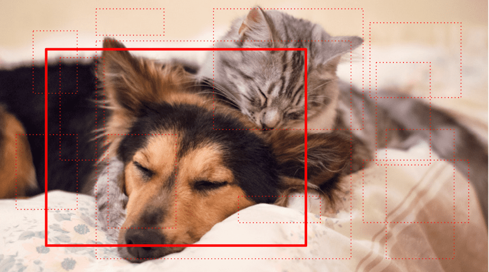 Cat with dog object detection with single region proposal for r-cnn