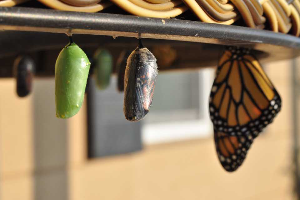 Metamorphosis of a butterfly